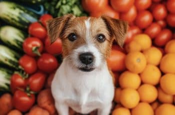 PetWireDaily — 5 Superfood Additions That Transform Your Dog’s Regular Meals